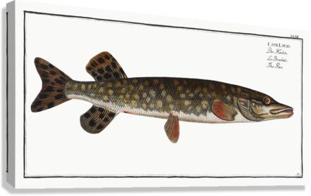 Pike Esox Lucio Canvas Print
