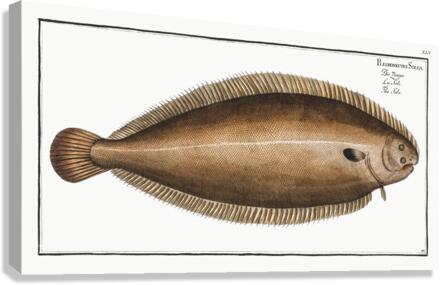 Sole Pleuronectes Solea Canvas Print