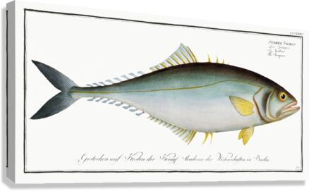 Jumper Scomber Saliens Canvas Print