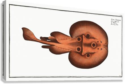 Cramp-Fish Raja Torpedo Canvas Print