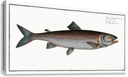 Schifermillers Salmon Salmo Schifermulleri Canvas Print