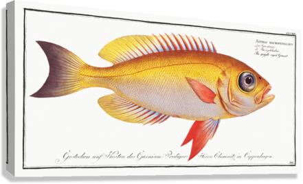 Goggle-eyed Grunt Anthias macrophthalmus Canvas Print