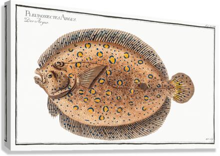 Argus-Flounder Pleuronectes Argus Canvas Print