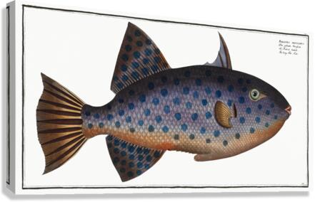 Long File-Fish Balistes maculatus Canvas Print