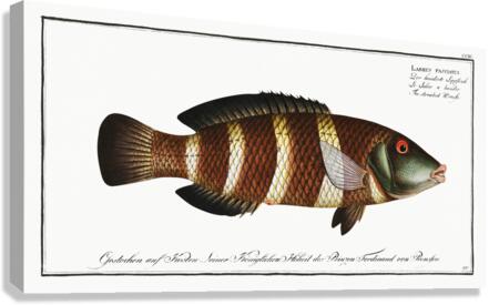 Streaked Wrasse Labrus fasciatus Canvas Print