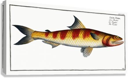 Tumbil Salmo Tumbil Canvas Print
