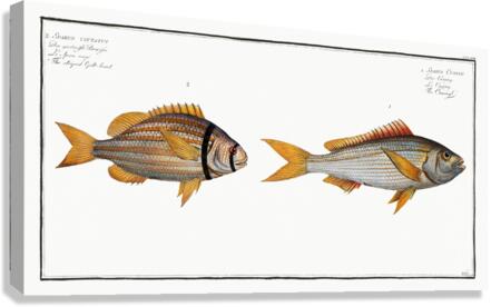 1. Cuning Sparus Cuning 2. Striped Gilt-head Sparus vittatus Canvas Print