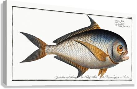 Toothed Gild-Head Sparus Raii Canvas Print