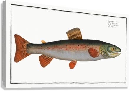 Charr Salmo Alpinus Canvas Print