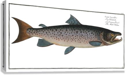 Male-Salmon Salmo Salar Mas Canvas Print