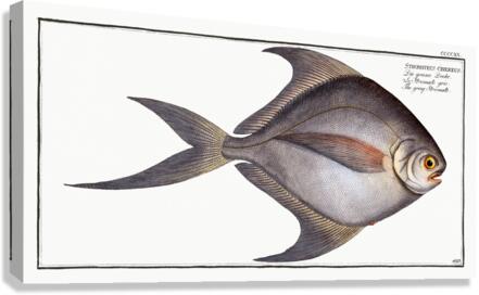 Gray Stromate Stromateus cinereus Canvas Print
