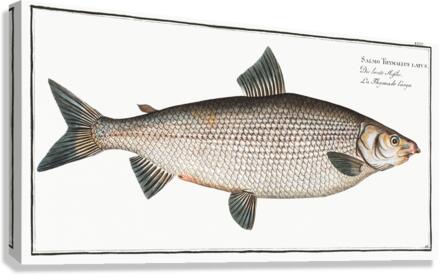 Broad-Gwiniad Salmo Thymallus latus Canvas Print