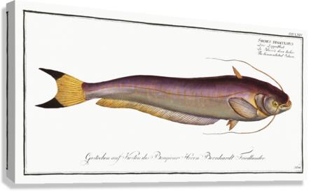 Bimaculated Silure Silurus bimaculatus Canvas Print