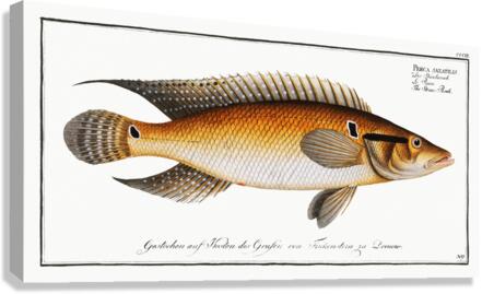 Stone-Perch Perca saxatilis Canvas Print
