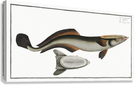 Sucking-Fish Echeneis Neucrates Canvas Print