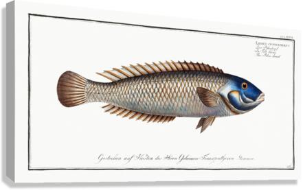 Blue-head Labrus cyanocephalus Canvas Print