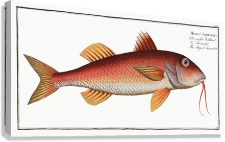 Striped Surmulet Mullus Surmuletus Canvas Print