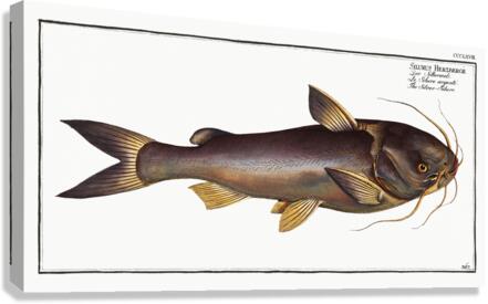 Silver-Silure Silurus Herzbergii Canvas Print