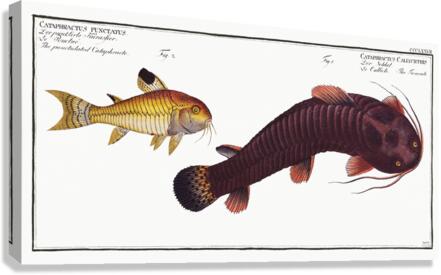1. Tamoate Cataphractus Callychthis 2. Punctulated Cataphracte Cataphractus punctatus Canvas Print
