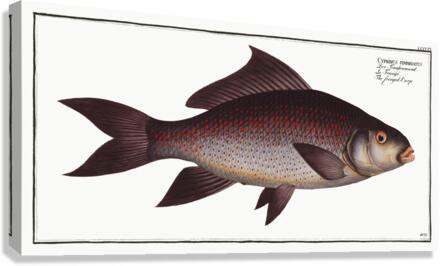 Fringed Carp Cymbrinus fimbriatus Canvas Print