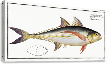 Rottlers Mackrel Scomber Rottleri Canvas Print