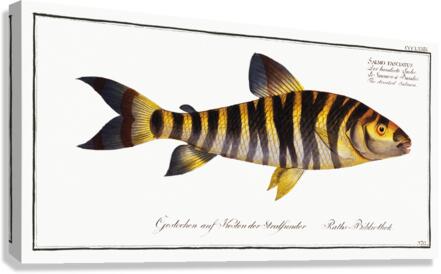 Streaked Salmon Salmo fasciatus Canvas Print