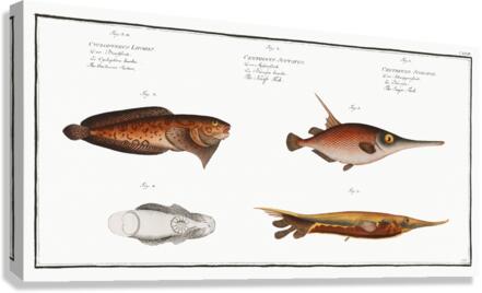 1. Snipe-Fish Centriscus Scolopax 2. Knife Fish Centriscus Scutatus 3. 4. Unctuous Sucker Cyclopterus Liparis Canvas Print