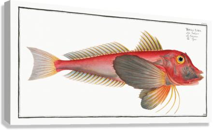 Piper Trigla Lyra Canvas Print