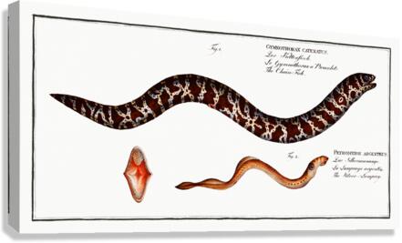 1. Chain-Fish Gymnothorax catenatus 2. Silver-Lamprey Petromyzon agrenteus Canvas Print