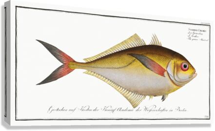 Green Mackrel Scomber Chloris Canvas Print