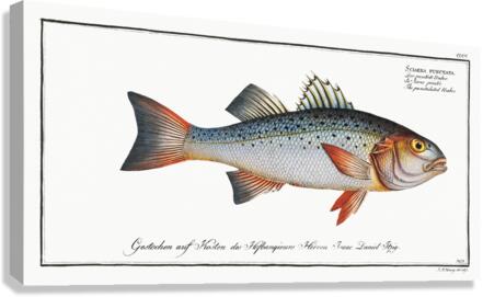 Punctulated Umber Sciaena punctata Canvas Print