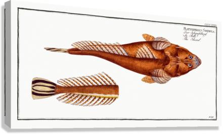 Shovel Platycephalus Spathula Canvas Print