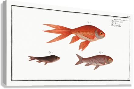 Gold-Fish Cyprinus Auratus Canvas Print
