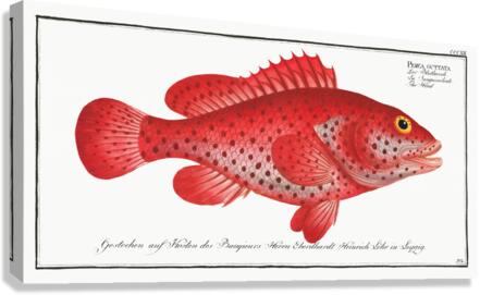 Hind Perca Guttata Canvas Print