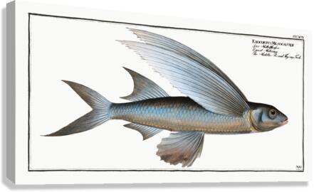 Middle-Pinned Flying-Fish Exocoetus Mesogaster Canvas Print
