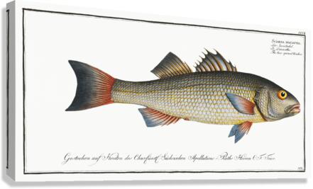 Two-spined Umber Sciaena diacantha Canvas Print