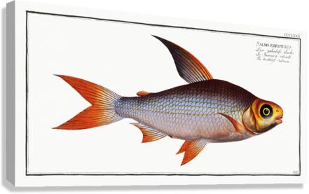 Toothless Salmon Salmo edentulus Canvas Print