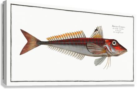 Red Gurnard Trigla Cuculus Canvas Print