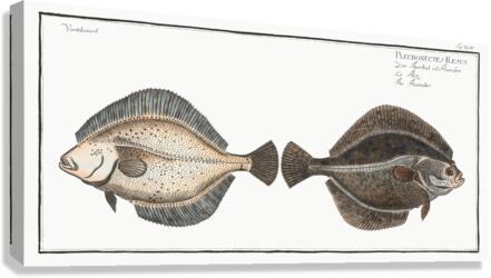 Flounder Pleuronectes Flesus Canvas Print