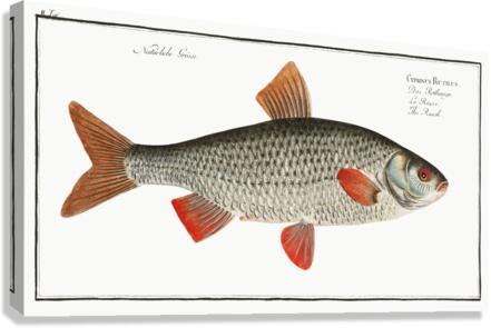 Roach Cyprinus Rutilus Canvas Print