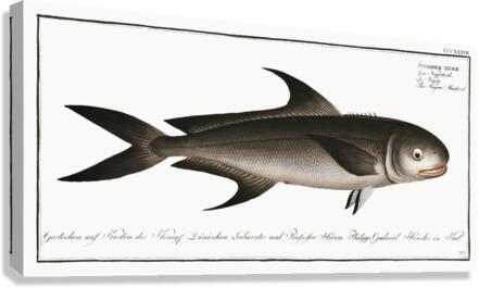 Negro-Mackrel Scomber niger Canvas Print