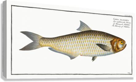 Herring of Malabar Clupea malabarica Canvas Print