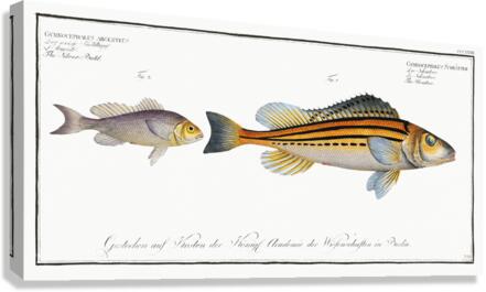 1. Schratser Gymnocephalus Schratser 2. Siver-Bald Gymnocephalus argenteus Canvas Print