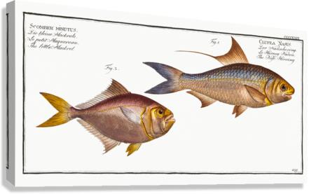 1. Nose-Herring Clupea Nasus 2. Little Mackrel Scomber minutus Canvas Print