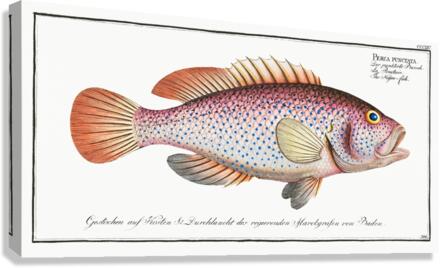 Negro-fish Perca punctata Canvas Print