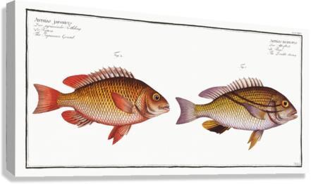 1. Double string Anthias bilineatus 2. Japanese Grunt Anthias japonicus Canvas Print