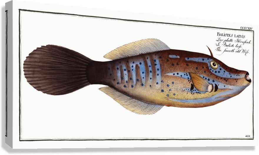 Smooth old Wife Balistes laevis Canvas Print