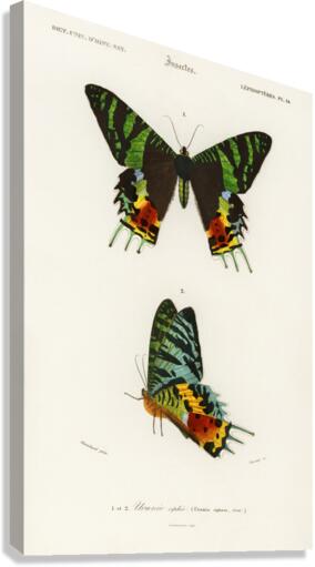 Madagascan Sunset Moth Urania Riphaeus Canvas Print