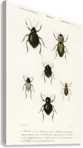 Different types of beetles Canvas Print