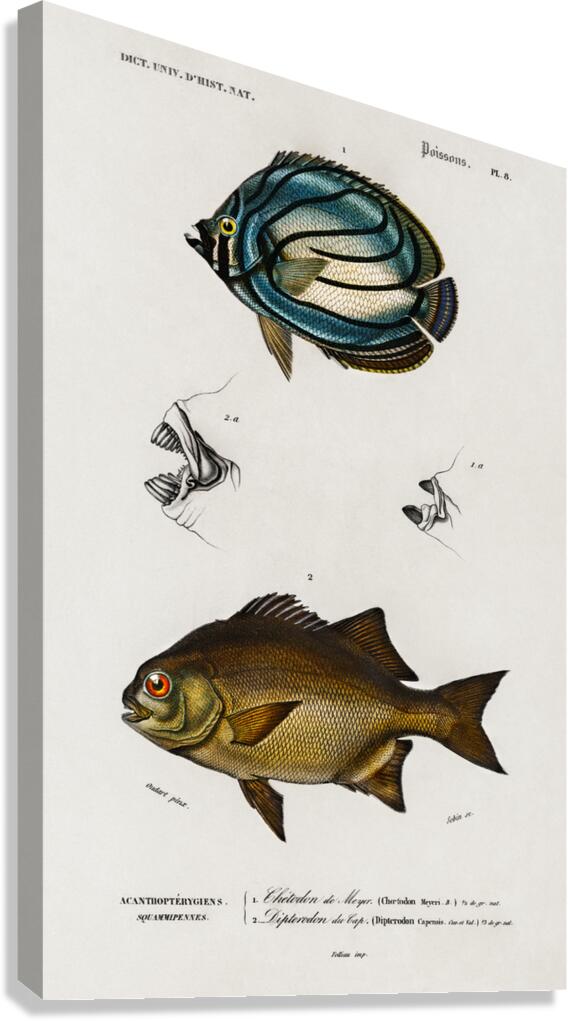 Different types of fishes Canvas Print